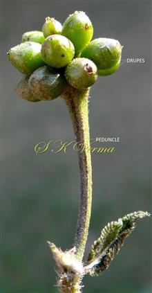  Peduncle bearing fruits